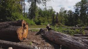 Best Storm Damage Tree Cleanup  in Calais, ME